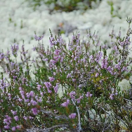 Lokken Fjellgard