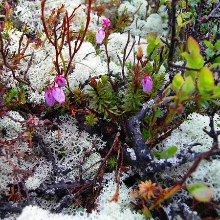 Lokken Fjellgard *