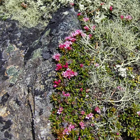 Lokken Fjellgard *